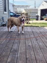 Found/Stray Male Dog last seen Cherry hill rd nw, Cedar Rapids, IA 52405