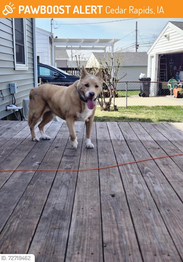 Found/Stray Male Dog last seen Cherry hill rd nw, Cedar Rapids, IA 52405