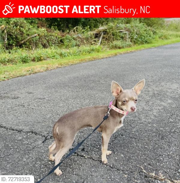 Lost Female Dog last seen  Celebration Dr Salisbury, Martin Luther King Jr Ave S Salisbury, Salisbury, NC 28144