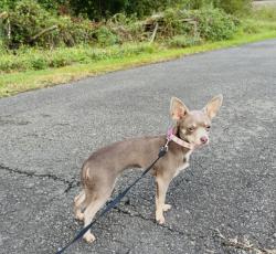 Lost Female Dog last seen  Celebration Dr Salisbury, Martin Luther King Jr Ave S Salisbury, Salisbury, NC 28144