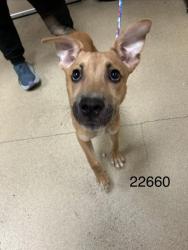 Shelter Stray Male Dog last seen Near Jefferson Ave, Newport News, VA, 5843 Jefferson Ave, Newport News, VA 23605, USA