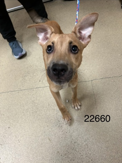 Shelter Stray Male Dog last seen Near Jefferson Ave, Newport News, VA, 5843 Jefferson Ave, Newport News, VA 23605, USA