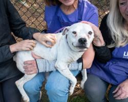 Shelter Stray Male Dog last seen , GA , Atlanta, GA 30341