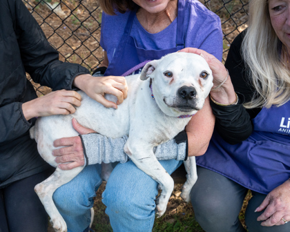 Shelter Stray Male Dog last seen , GA , Atlanta, GA 30341