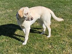 Found/Stray Female Dog last seen Greensferry/12th, Post Falls, ID 83854