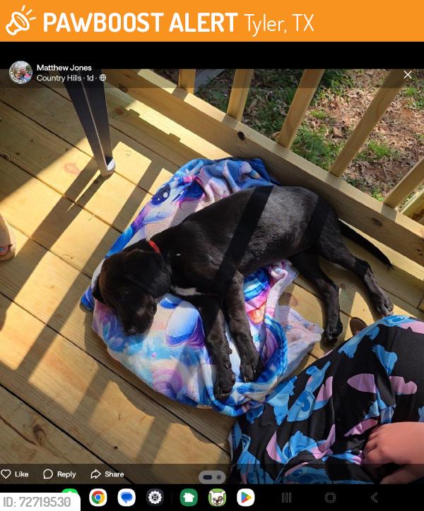 Found/Stray Female Dog last seen Country Hills Blvd and Wesson way, Tyler, TX 75708