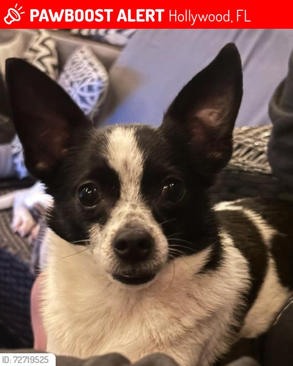 Lost Male Dog last seen Near evans street hollywood fl, Hollywood, FL 33024