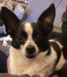 Lost Male Dog last seen Near evans street hollywood fl, Hollywood, FL 33024