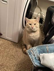 Lost Male Cat last seen Near 4th st , Cheney, WA 99004
