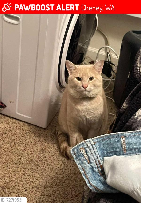 Lost Male Cat last seen Near 4th st, Cheney, WA 99004
