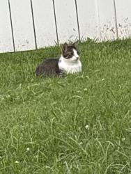 Lost Male Cat last seen Near oakcrest drive, Henderson, KY 42420