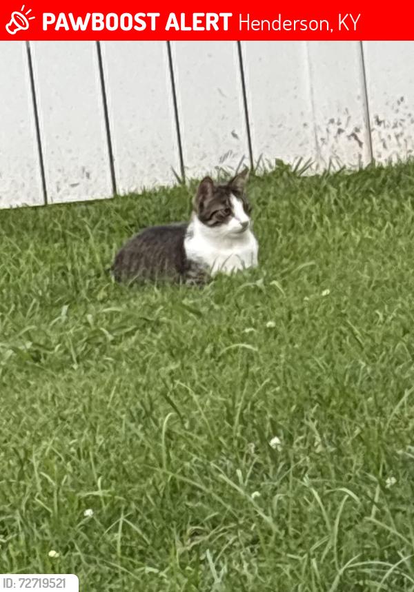 Lost Male Cat last seen Near oakcrest drive, Henderson, KY 42420