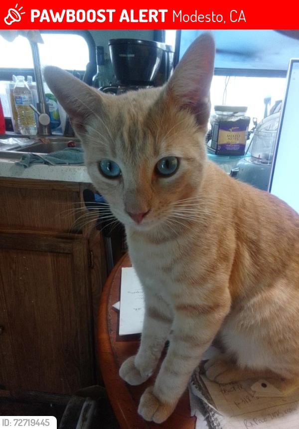 Lost Male Cat last seen Near block of Evergreen AVE.  Modesto, Modesto, CA 95350