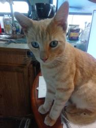 Lost Male Cat last seen Near block of Evergreen AVE.  Modesto, Modesto, CA 95350