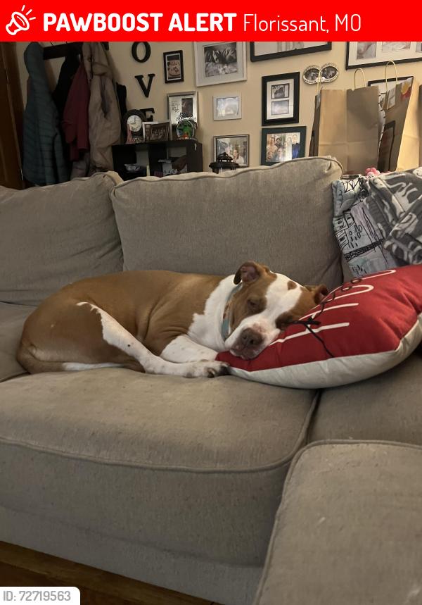 Lost Female Dog last seen Beta , Florissant, MO 63031