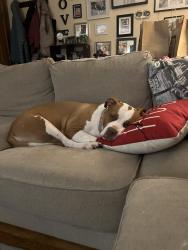 Lost Female Dog last seen Beta , Florissant, MO 63031