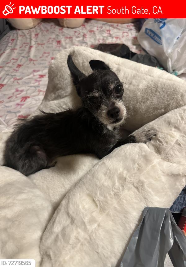 Lost Female Dog last seen TWEEDY & CALIFORNIA , South Gate, CA 90280
