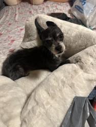 Lost Female Dog last seen TWEEDY & CALIFORNIA , South Gate, CA 90280