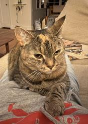 Lost Female Cat last seen NW 77th & NW 81st in sunset hill. 2 blocks from park. , Seattle, WA 98117