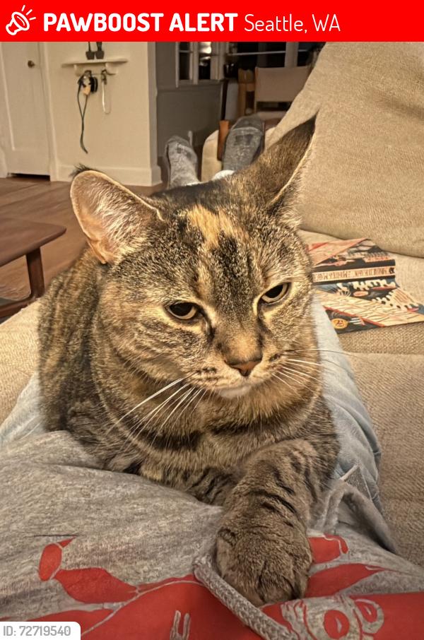 Lost Female Cat last seen NW 77th & NW 81st in sunset hill. 2 blocks from park. , Seattle, WA 98117