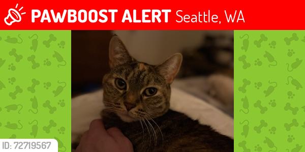 Lost Female Cat last seen Near NW 77th St Seattle, WA 98011, Seattle, WA 98115