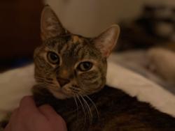 Lost Female Cat last seen Near NW 77th St Seattle, WA 98011, Seattle, WA 98115