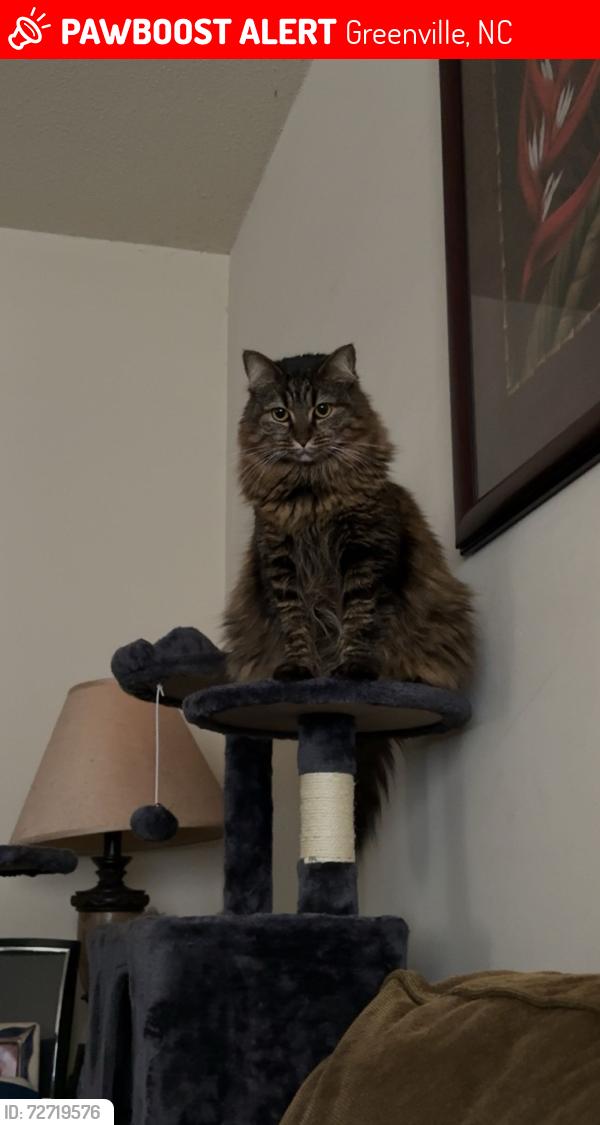 Lost Female Cat last seen Greenville Blvd, Greenville, NC 27858