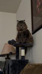 Lost Female Cat last seen Greenville Blvd, Greenville, NC 27858