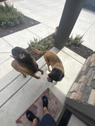 Found/Stray Unknown Dog last seen Renfro and Edgefield, Bakersfield, CA 93314