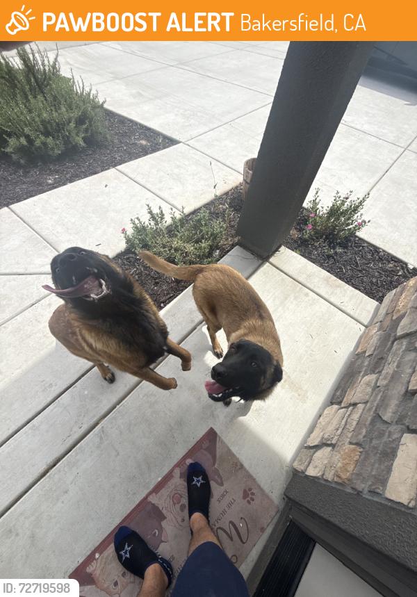 Found/Stray Unknown Dog last seen Renfro and Edgefield, Bakersfield, CA 93314