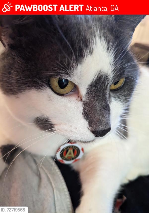 Lost Female Cat last seen Hatteras & Callaway, Atlanta, GA 30318