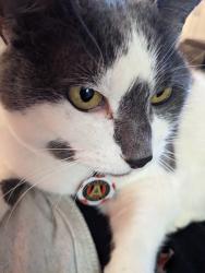 Lost Female Cat last seen Hatteras & Callaway, Atlanta, GA 30318
