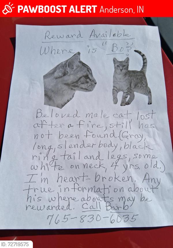 Lost Male Cat last seen 60th st & Farrington st by the Farrington apmts, Anderson, IN 46013