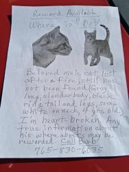 Lost Male Cat last seen 60th st & Farrington st by the Farrington apmts, Anderson, IN 46013