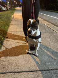 Lost Male Dog last seen Hoffman nc, Hoffman, NC 28347