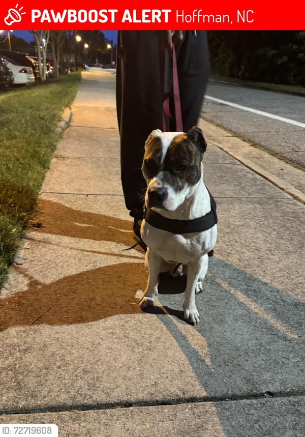 Lost Male Dog last seen Hoffman nc, Hoffman, NC 28347