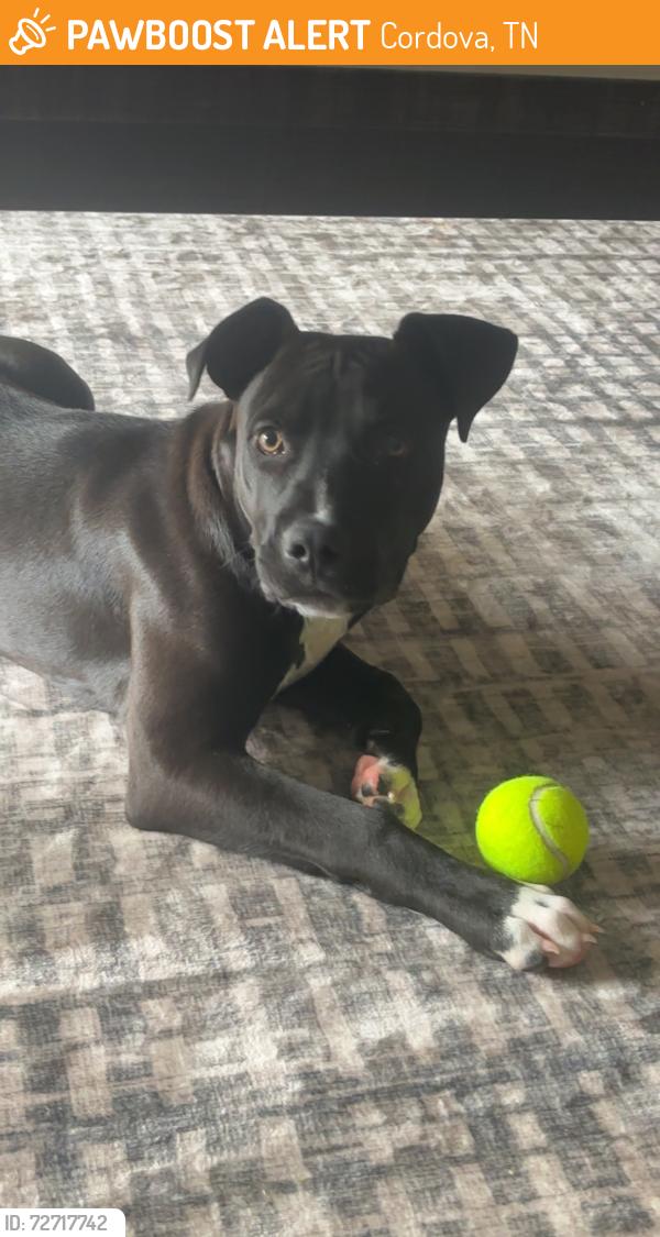 Found/Stray Male Dog last seen Cordova rd & Appling rd , Cordova, TN 38016