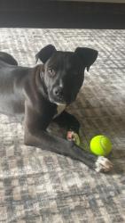Found/Stray Male Dog last seen Cordova rd & Appling rd , Cordova, TN 38016