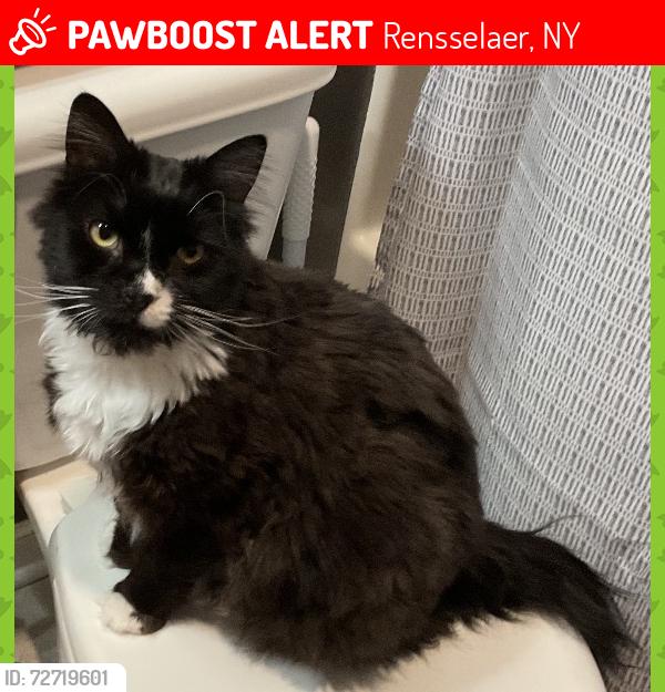 Lost Female Cat last seen Near Mice Drive, Rensselaer, NY 12144
