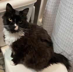 Lost Female Cat last seen Near Mice Drive, Rensselaer, NY 12144