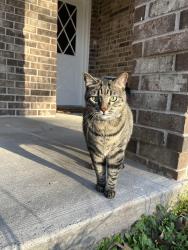 Lost Male Cat last seen Freemont Rd, Magnolia, TX 77354