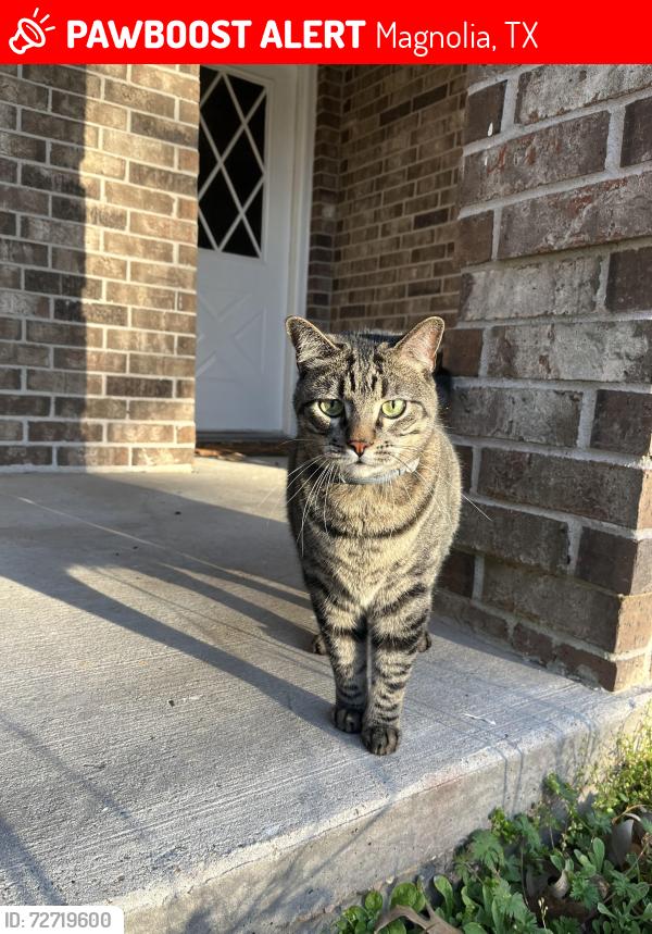 Lost Male Cat last seen Freemont Rd, Magnolia, TX 77354