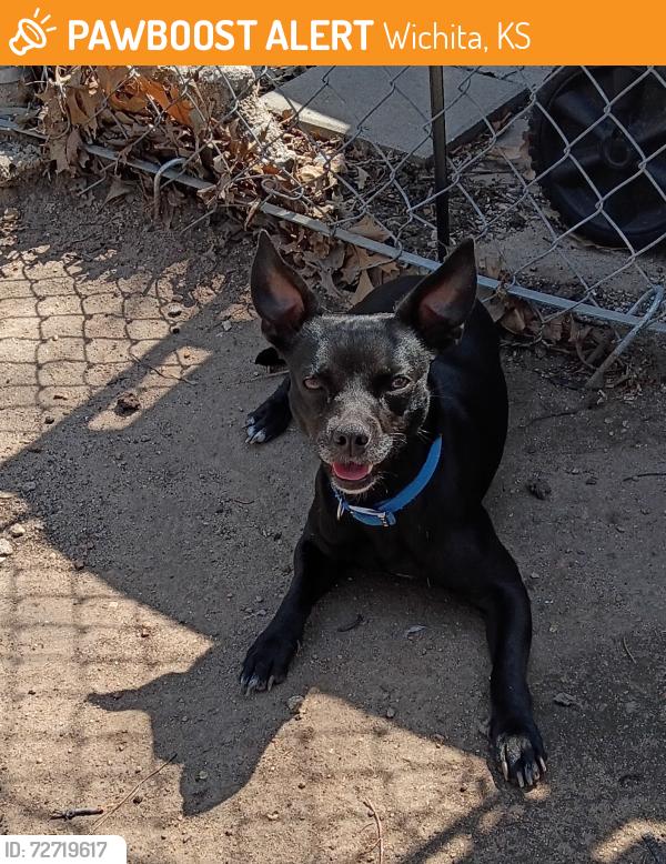 Found/Stray Male Dog last seen Lincoln Street, Wichita, KS 67217