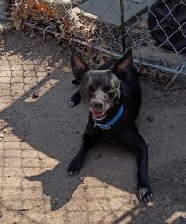 Found/Stray Male Dog last seen Lincoln Street, Wichita, KS 67217