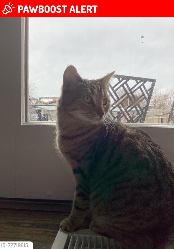 Lost Female Cat last seen Provincial and Village Court, Canton Township, MI 48187