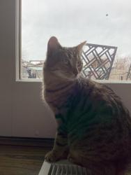Lost Female Cat last seen Provincial and Village Court, Canton Township, MI 48187