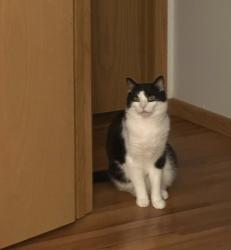 Lost Male Cat last seen Chaska , Chaska, MN 55318