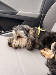 Found/Stray Male Dog last seen north and mango, Chicago, IL 60639
