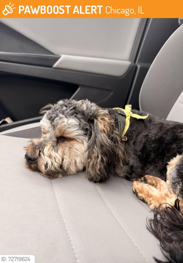 Found/Stray Male Dog last seen north and mango, Chicago, IL 60639