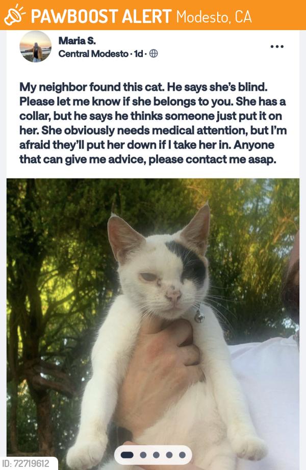 Found/Stray Unknown Cat last seen Briggsmore , Modesto, CA 95350